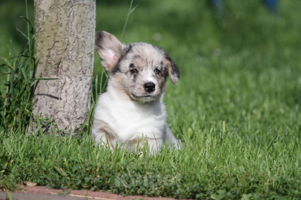 Собаки в Москве: Вельш корги кардиган-девочка Девочка, 80 000 руб. - фото 7