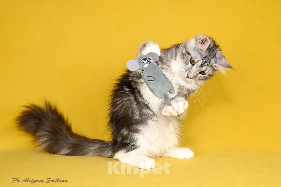 Кошки в Приозерске: Куколка в чудесной мраморной на серебре шубке Девочка, 30 000 руб. - фото 2