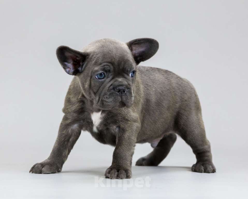 Собаки в Брянске: Элвис Мальчик, 70 000 руб. - фото 1