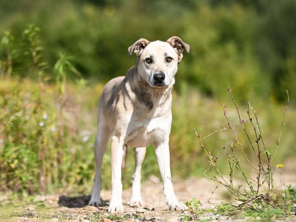 Собаки в Химках: Сахар в самые лучшие руки Мальчик, Бесплатно - фото 4