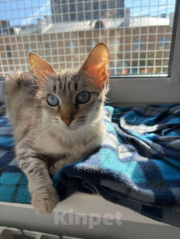 Кошки в Москве: Красавица Луна в добрые руки Девочка, Бесплатно - фото 5