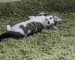Кошки в Москве: Котенок Гриша ищет дом Мальчик, Бесплатно - фото 1