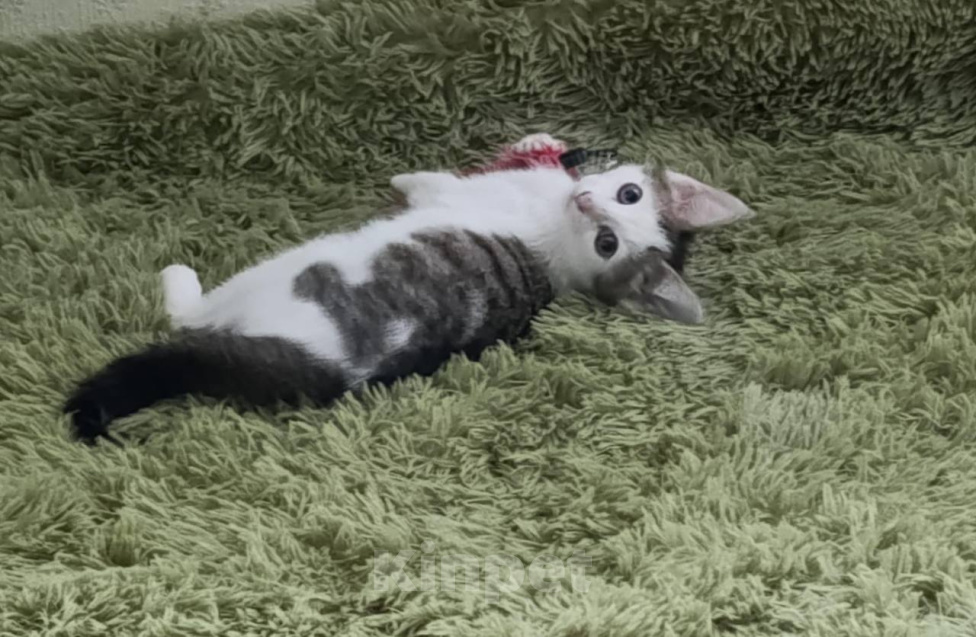 Кошки в Москве: Котенок Гриша ищет дом Мальчик, Бесплатно - фото 1