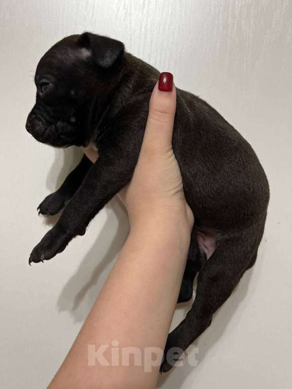 Собаки в Москве: Американские питбультерьеры Мальчик, 20 000 руб. - фото 2