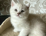 Кошки в Калининграде: Элитные котята из питомника Мальчик, 25 000 руб. - фото 2