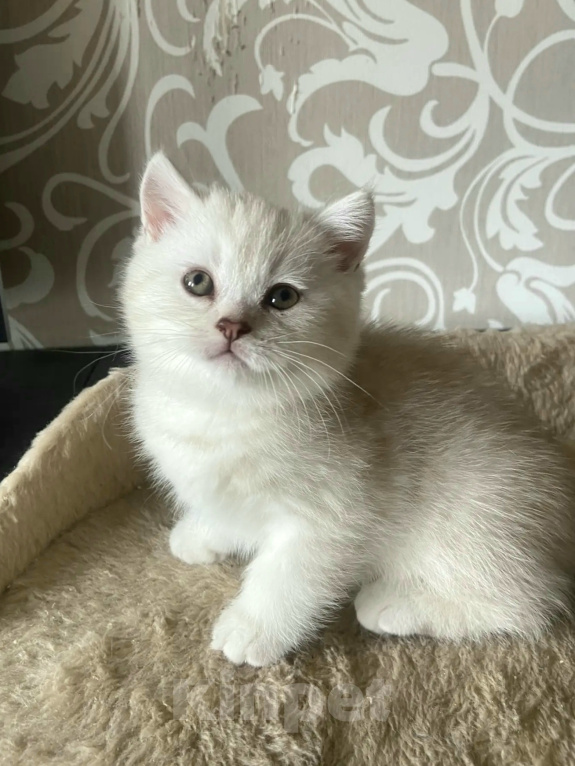 Кошки в Калининграде: Элитные котята из питомника Мальчик, 25 000 руб. - фото 2