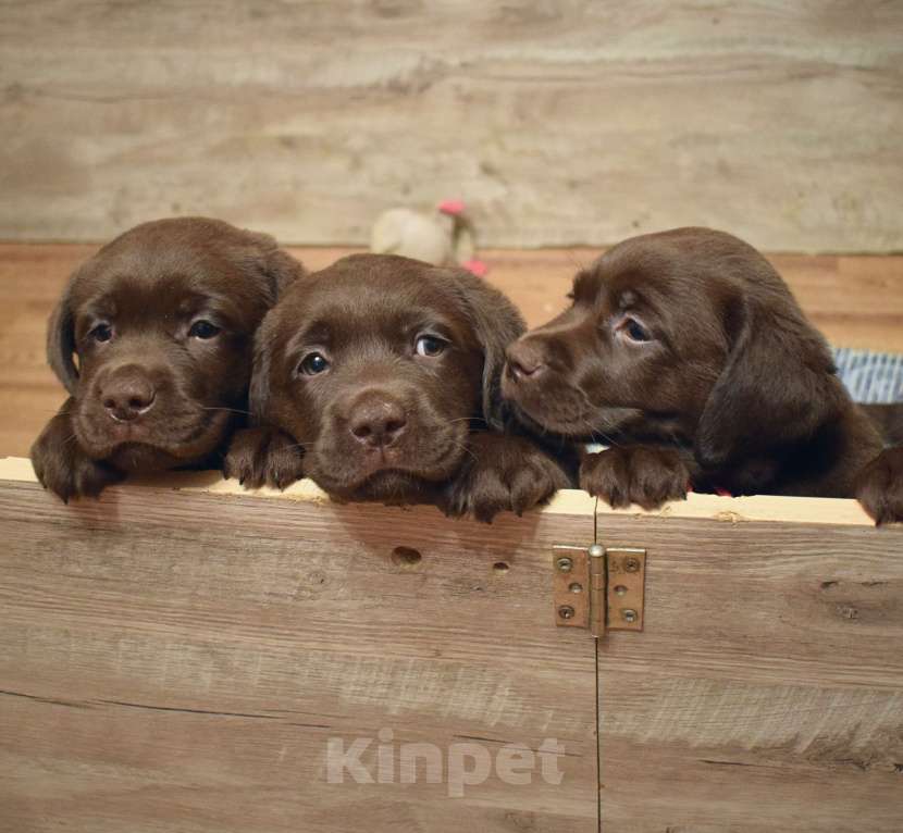 Собаки в Санкт-Петербурге: Шоколадные щенки лабрадора из питомника РКФ Мальчик, 100 000 руб. - фото 3