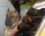 Собаки в других городах Московской области: Щенки Кане корсо Девочка, Бесплатно - фото 2