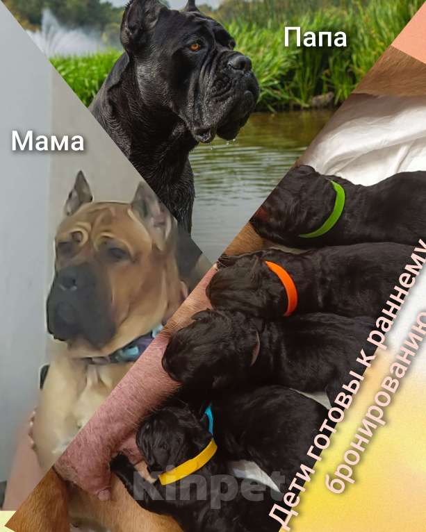 Собаки в других городах Московской области: Щенки Кане корсо Девочка, Бесплатно - фото 2