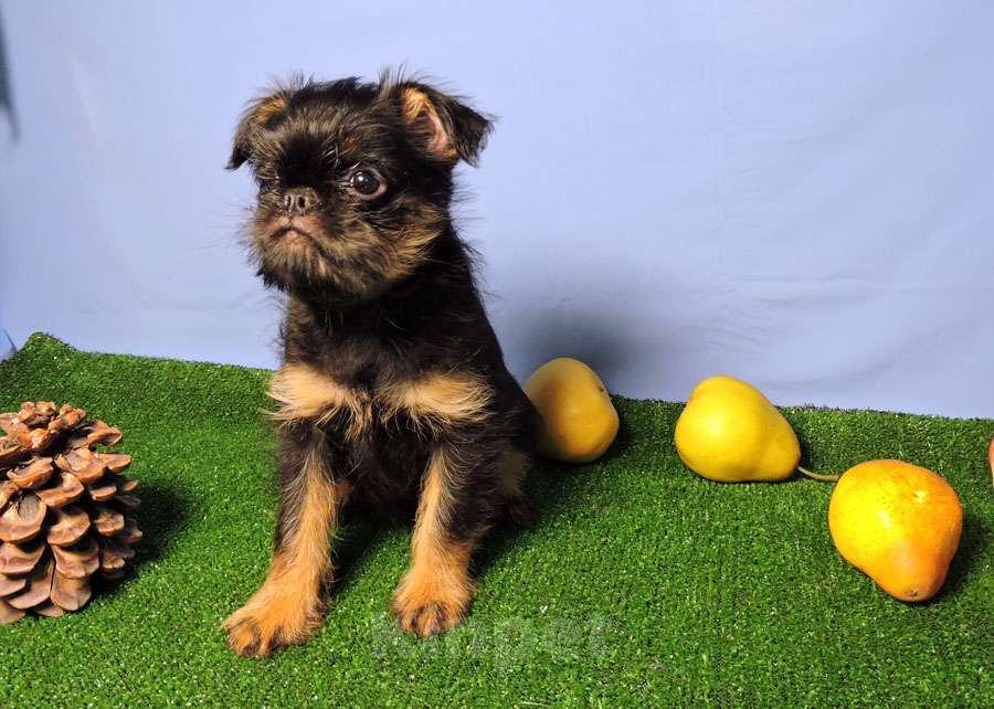 Собаки в Мытищах: Мальчик бельгийского гриффона Мальчик, 45 000 руб. - фото 5