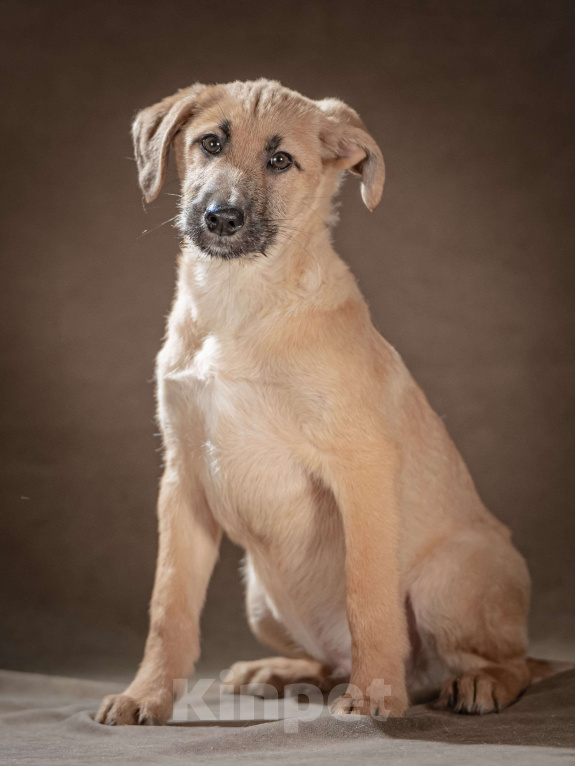 Собаки в Клине: Мачо — мужественный и добрый парень, который хочет стать вашей надёжной опорой и верным другом Мальчик, Бесплатно - фото 2