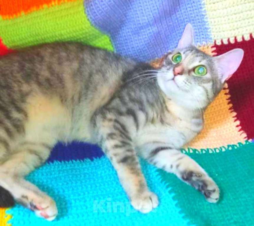 Кошки в Москве: Стеша, некрасивая девчушка. Молодая кошка в добрые руки. Девочка, Бесплатно - фото 2