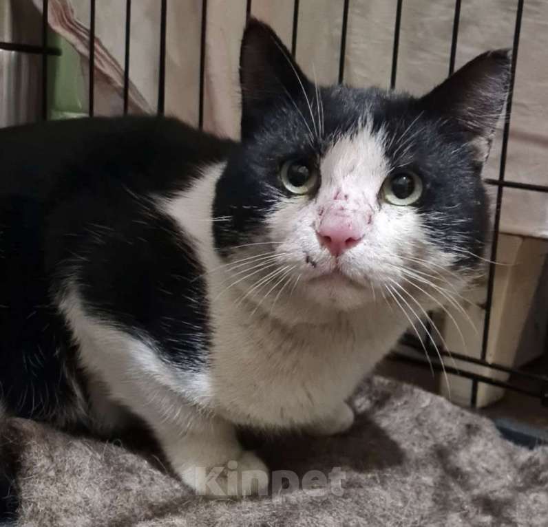 Кошки в Санкт-Петербурге: Пират ждет своего Человека Мальчик, Бесплатно - фото 3