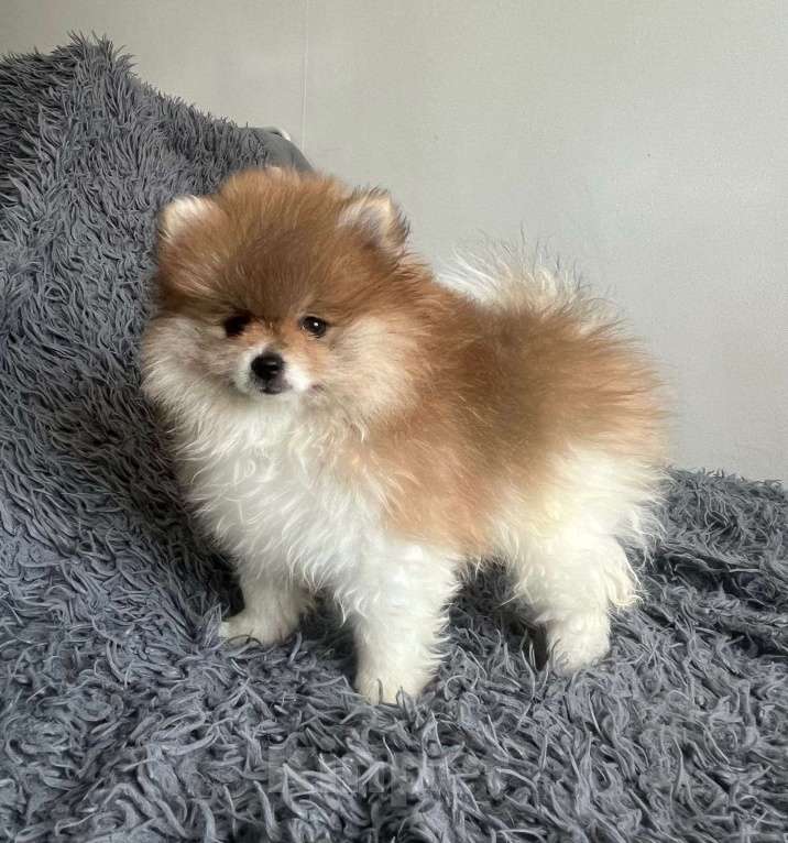 Собаки в Омске: Девочка красотка щенок померанского шпица  Девочка, 35 000 руб. - фото 3