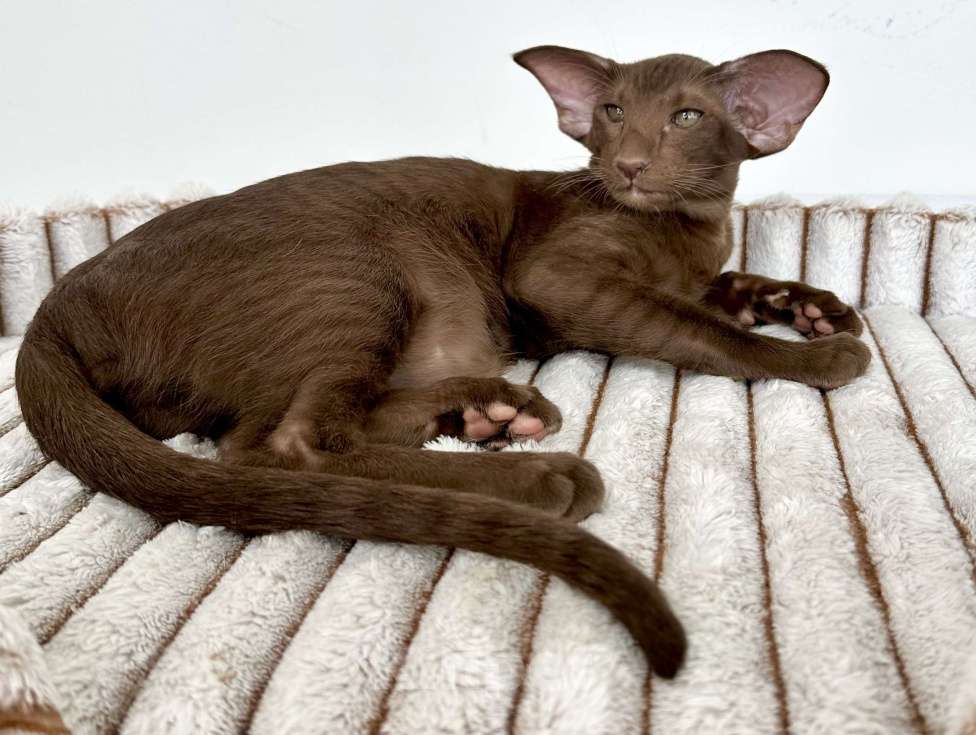 Кошки в Санкт-Петербурге: Шоколадная кошечка Девочка, Бесплатно - фото 5