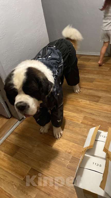 Собаки в Санкт-Петербурге: Ищу заботливые руки Мальчик, Бесплатно - фото 1