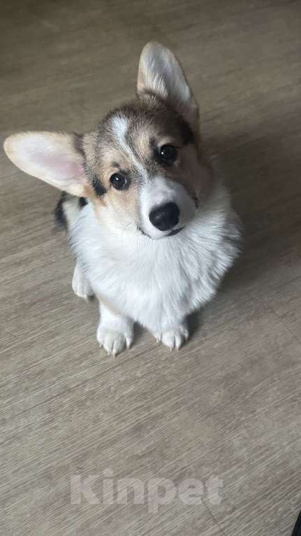 Собаки в других городах Челябинской области: Продам Девочка, Бесплатно - фото 9