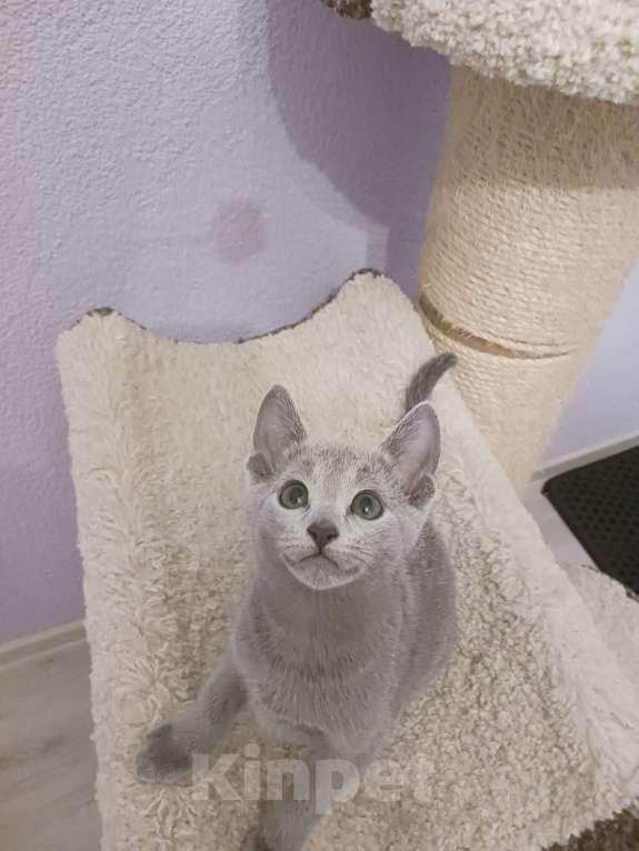 Кошки в Казани: Котята Русской голубой в Казани Девочка, 55 000 руб. - фото 3