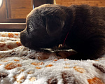 Собаки в Домодедово: Продаётся щенок лабрадора Девочка, 50 000 руб. - фото 2