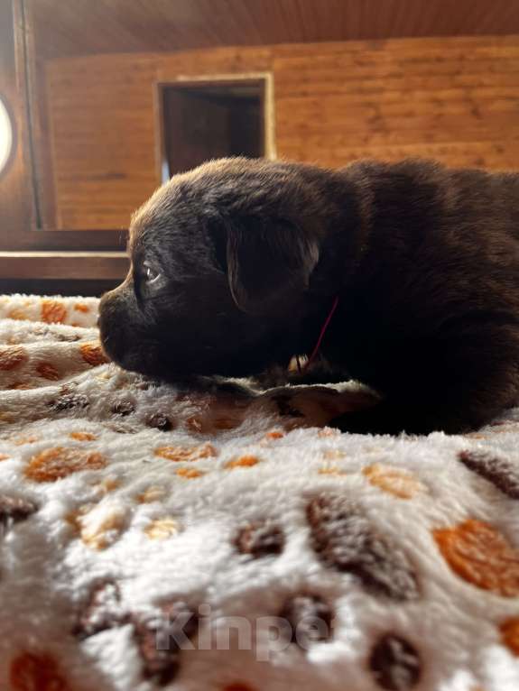 Собаки в Домодедово: Продаётся щенок лабрадора Девочка, 50 000 руб. - фото 2