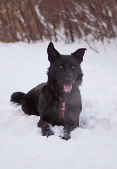 Обычный пёс Чако с идеальным характером в поисках дома