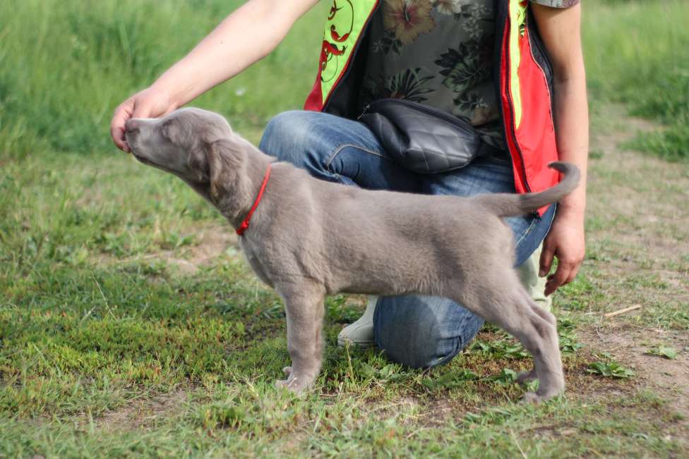 Собаки в Москве: Веймаранер длинношерстный Девочка, Бесплатно - фото 2