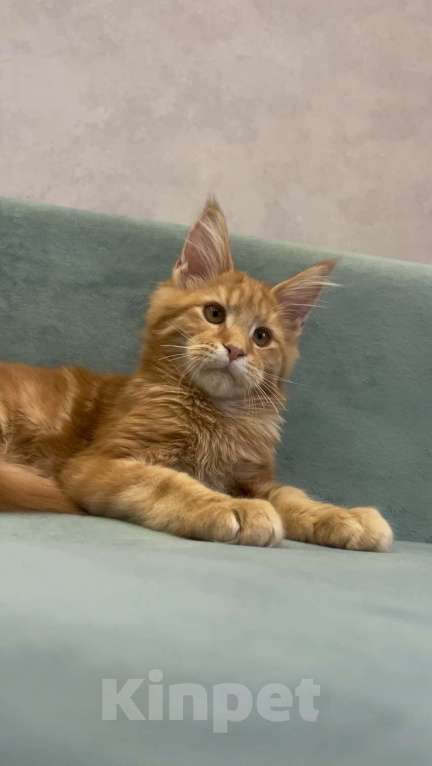 Кошки в Иркутске: Котенок мейн-кун Мальчик, 30 000 руб. - фото 5