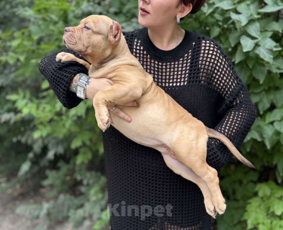 Собаки в Воронеже: Девочка  Девочка, 70 000 руб. - фото 2