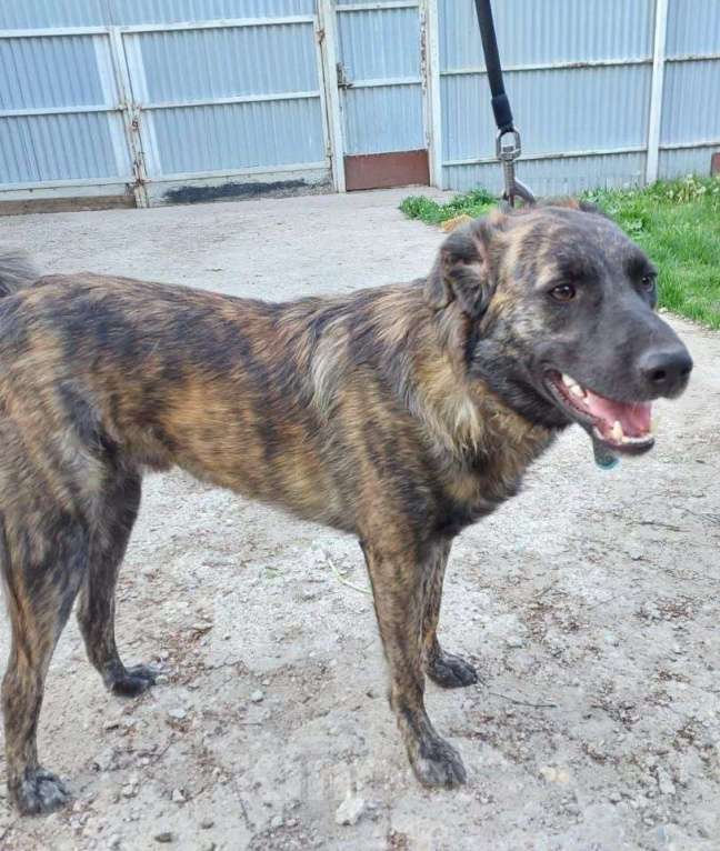 Собаки в Долгопрудном: Тигроша ищет дом Мальчик, Бесплатно - фото 7