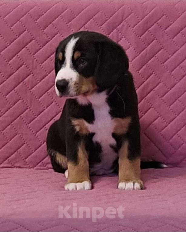 Собаки в Москве: Щенок Энтлебухер Зенненхунд  Мальчик, 60 000 руб. - фото 10