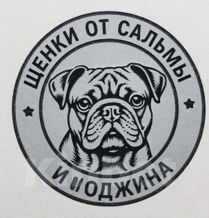 Собаки в других городах Ямало-Ненецкого автономного округа: Комочек счастья Мальчик, Бесплатно - фото 6