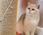 Кошки в Благовещенске: Британский котенок в набивной шубке Мальчик, 50 000 руб. - фото 2