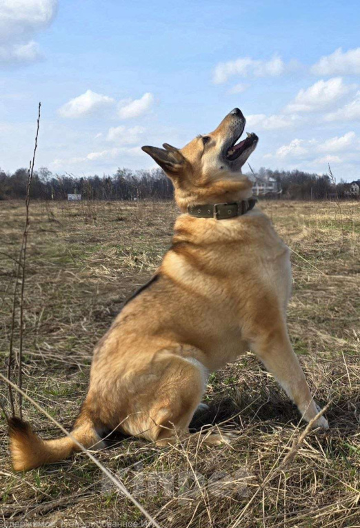 Собаки в Королеве: Любви не случилось… Девочка, Бесплатно - фото 1