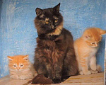 Кошки в Барнауле: Пушистые Рыжие и Голубые. Очаровательные котята., 100 руб. - фото 3