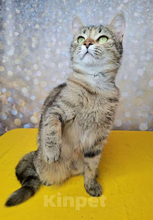 Кошки в Москве: Важена будет на выставке-пристройстве в Москве Девочка, Бесплатно - фото 4