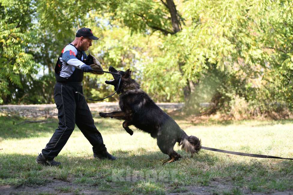 Собаки в Краснодаре: Вязка кобеля зонарного окраса 100% DDR крови Мальчик, 65 000 руб. - фото 5