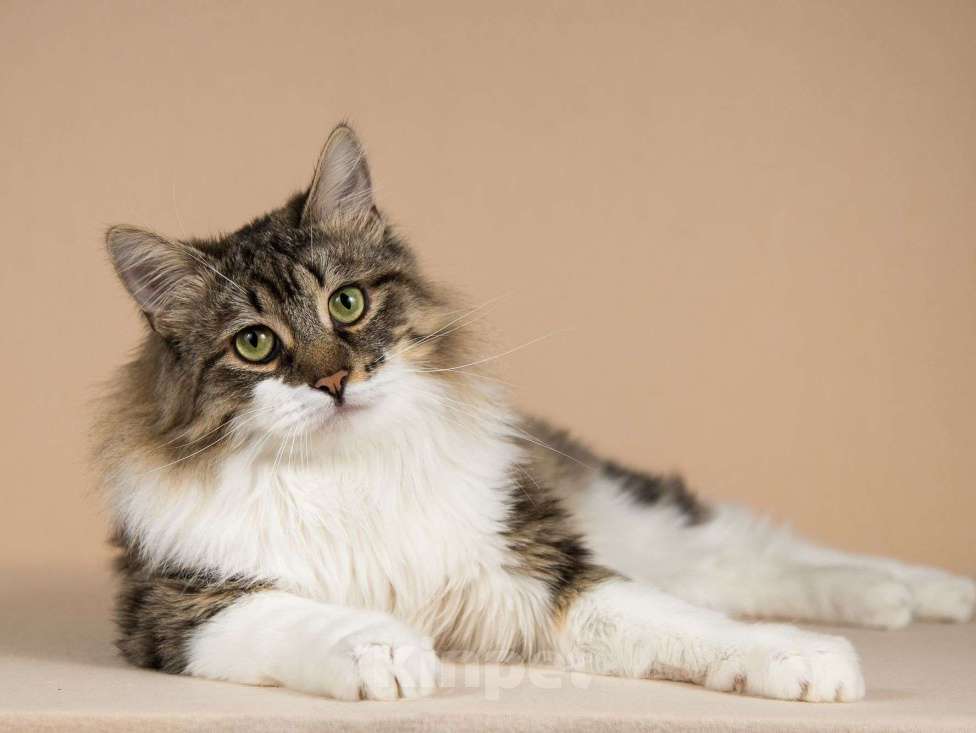 Кошки в Москве: Добрый ласковый богатырь кот Фунтик Мальчик, Бесплатно - фото 4