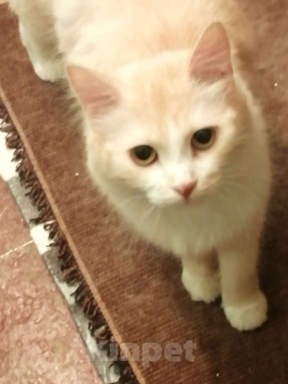 Кошки в Орле: Ищу дом Девочка, Бесплатно - фото 1