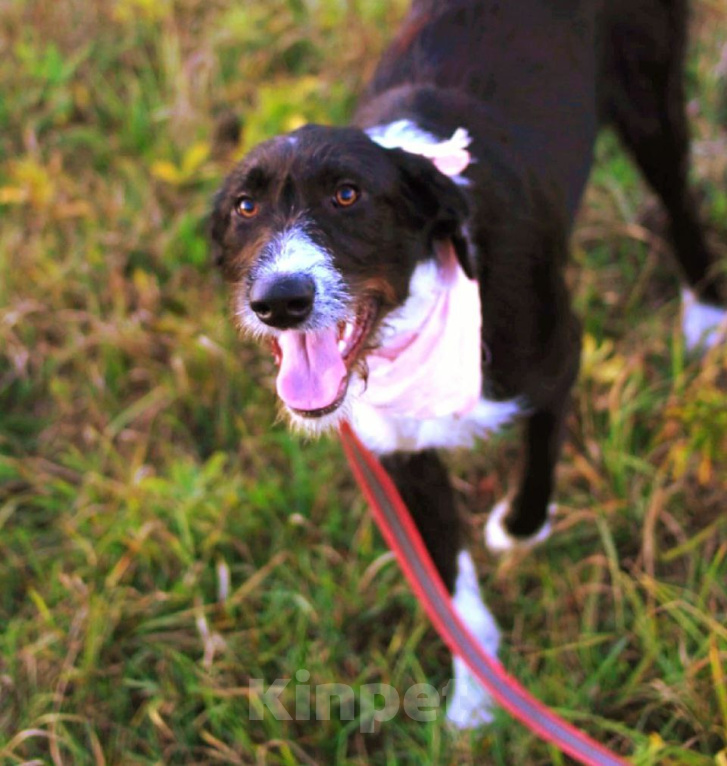 Собаки в Рязани: Зита - метис дратхаара. Девочка, Бесплатно - фото 1