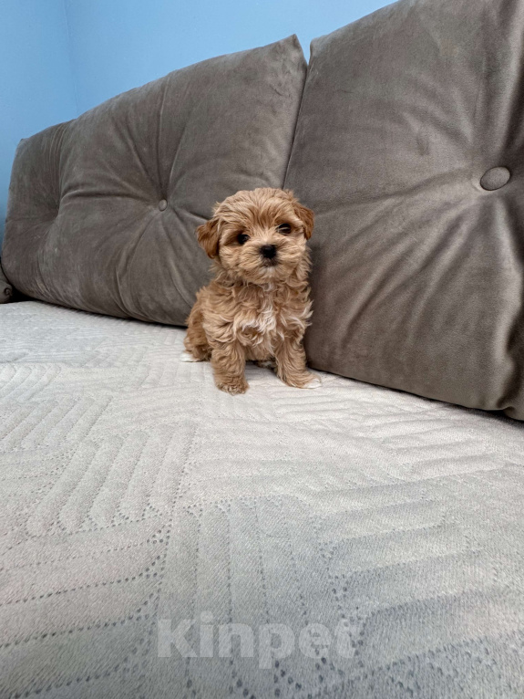 Собаки в Москве: Мальтипу мини  Мальчик, 150 000 руб. - фото 3