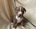 Собаки в Москве: Американский Булли XL Девочка, 350 000 руб. - фото 2