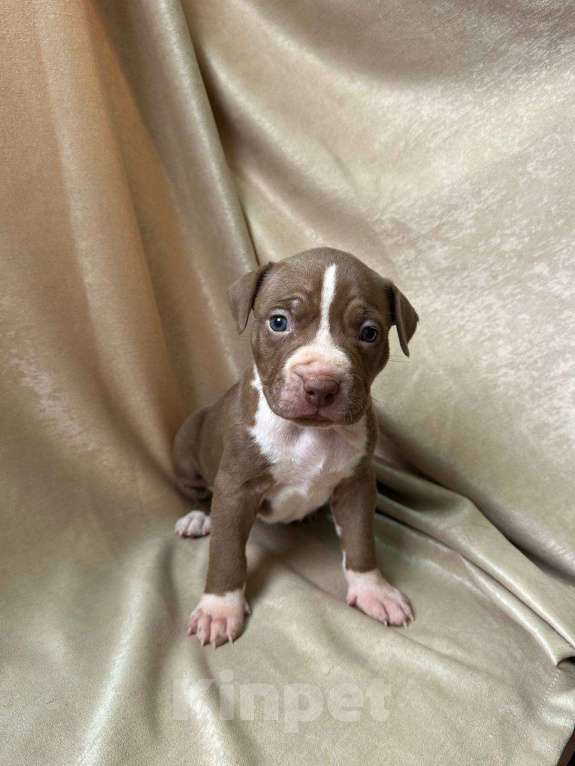 Собаки в Москве: Американский Булли XL Девочка, 350 000 руб. - фото 2