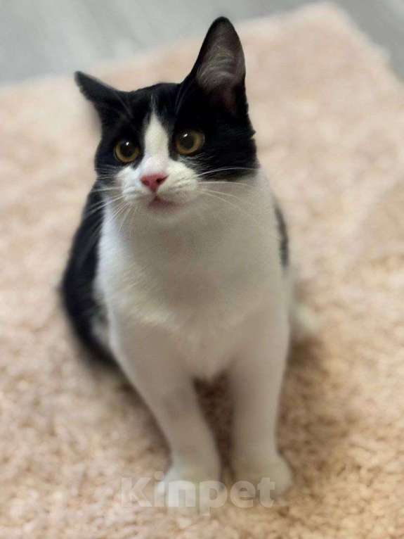 Кошки в Москве: котенок Феликс ищет  дом Мальчик, Бесплатно - фото 5