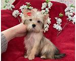 Собаки в Москве: Голддаст йорк микро девочка золотая Девочка, 65 000 руб. - фото 2