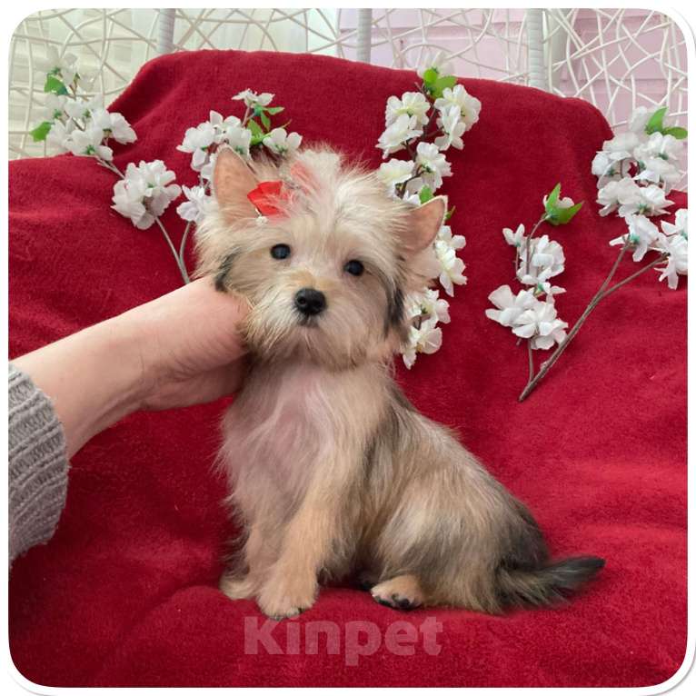 Собаки в Москве: Голддаст йорк микро девочка золотая Девочка, 65 000 руб. - фото 2