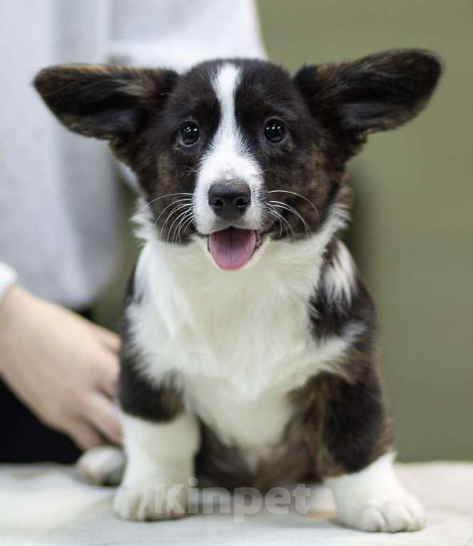 Собаки в Санкт-Петербурге: Щенки Вельш-корги кардиган Мальчик, 45 000 руб. - фото 5