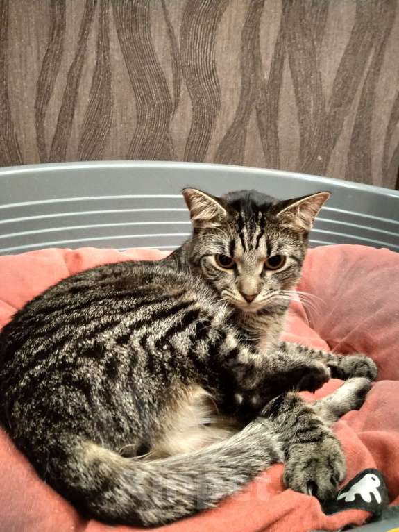 Кошки в Санкт-Петербурге: Котик Веня в добрые руки Девочка, Бесплатно - фото 4