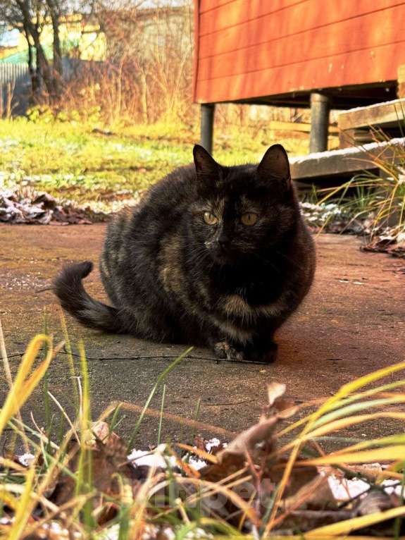 Кошки в Москве: Ласковая молодая кошечка-антистресс Бусинка ищет дом Девочка, 5 руб. - фото 5