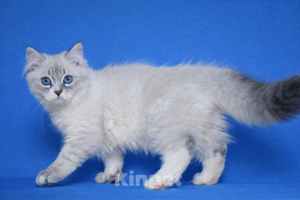 Кошки в Москве: Bonifaciy порода Невская Маскарадная Мальчик, Бесплатно - фото 3