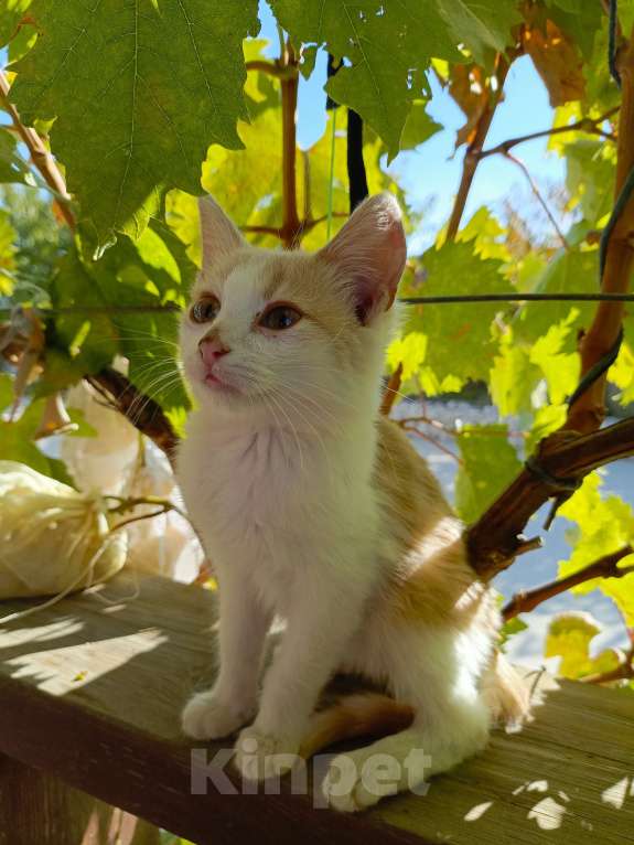 Кошки в других городах Крыма: Карамелька Девочка, Бесплатно - фото 1